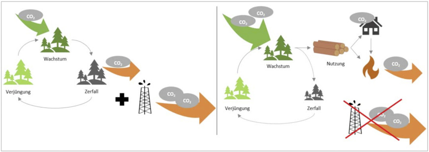 Links: Unbewirtschaftete Wälder führen dauerhaft nicht zu einer CO2-Einbindung. Rechts: Nur bewirtschaftete Wälder entlasten das Klima.