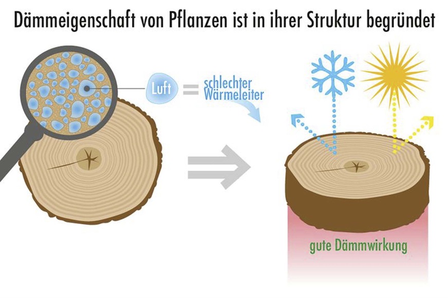 Auch auf pflanzlicher Basis können Dämmstoffe entstehen