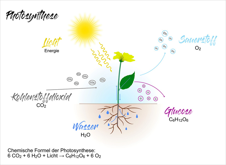 So kann man sich Photosynthese vorstellen, wobei Kohlendioxid zu Sauerstoff umgewandelt wird.
