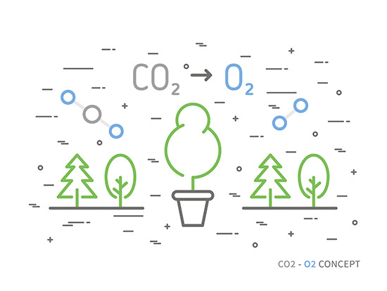 Unter anderem sorgen Pflanzen für eine Regeneration der Umgebungsluft. Dabei wird Kohlendioxid wieder zu Sauerstoff reduziert