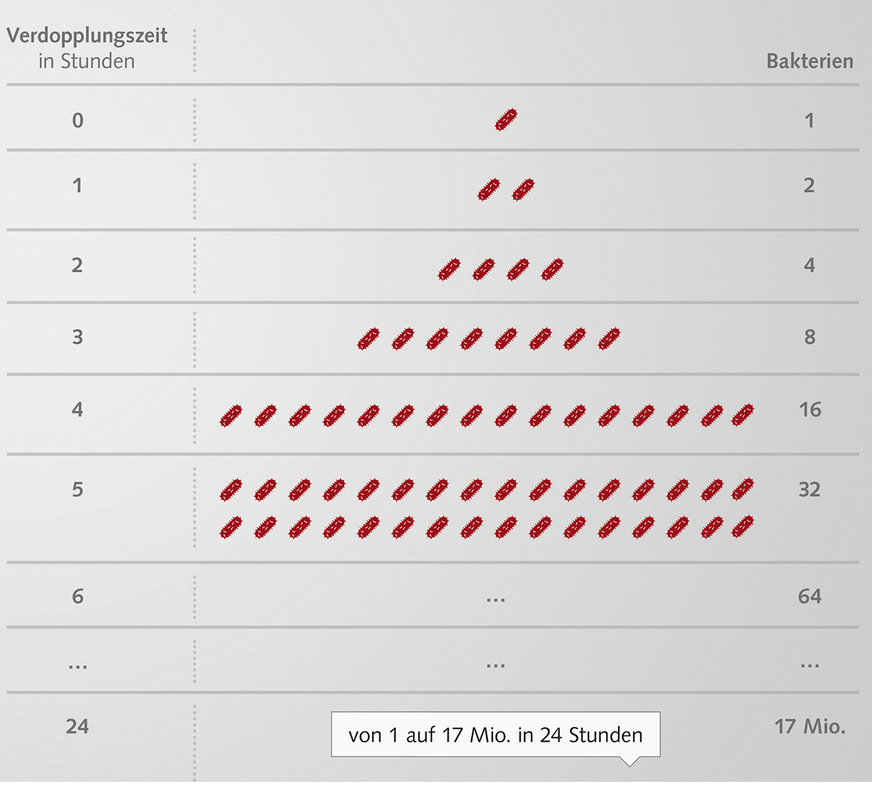 Darstellung von Bakterien, deren Anzahl sich alle 60 Minuten verdoppelt. Gibt es keine limitierenden Faktoren, werden so aus einem Bakterium zum Zeitpunkt 0 nach 24 Stunden bereits 17 Millionen Bakterien