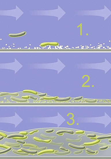 Könnte man dem Biofilm auf einem Kieselstein oder einer Rohr­innenwand beim Wachsen zusehen, würde man diese drei Phasen erkennen:1. Bakterien besiedeln die Grenzflächen2. Bakterien produzieren schleimartige Substanz3. Der Biofilm wächst und schützt die in ihm lebenden Organismen