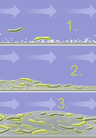 Könnte man dem Biofilm auf einem Kieselstein oder einer Rohrinnenwand beim Wachsen zusehen, würde man diese drei Phasen erkennen:1. Bakterien besiedeln die Grenzflächen2. Bakterien produzieren schleimartige Substanz3. Der Biofilm wächst und schützt die in ihm lebenden Organismen