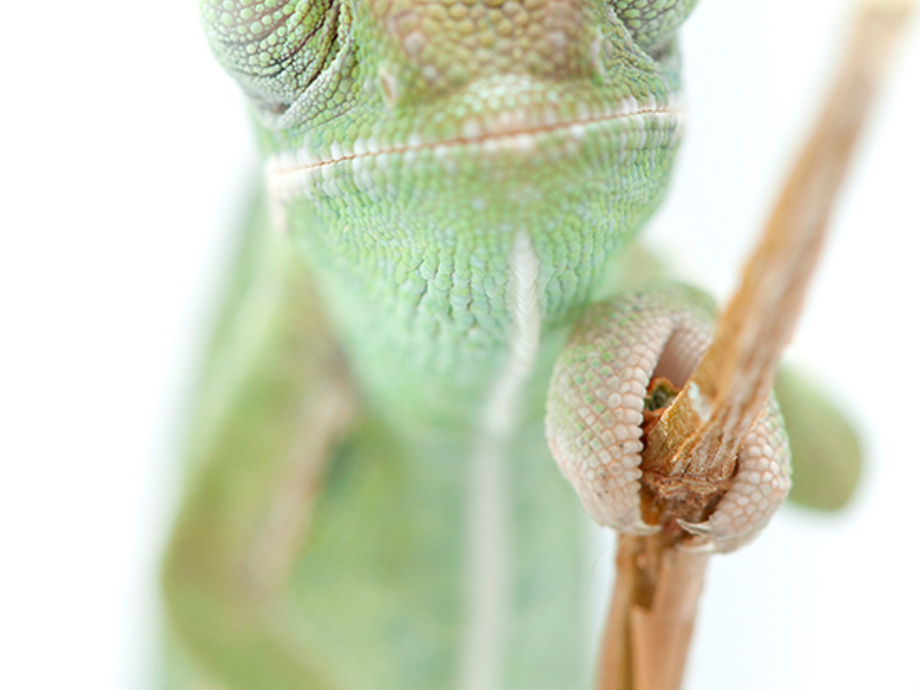 Der WobbeIndex in der GasInstallation ChamäleonBlick durch Wobbe