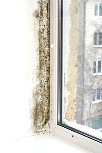 Das klassische Bild für Schimmelentstehung: Dichtes Fenster im schlecht 
isolierten Altbau
(Bild: thinkstock)
