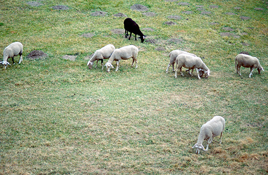 Schwarze Schafe tragen auch schon mal schwarze Zylinder, aber auch 
Blaumänner
(Bild: thinkstock)