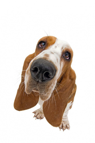 Nur eine "gute Nase" zu haben reicht bei Gasgeruch nicht aus