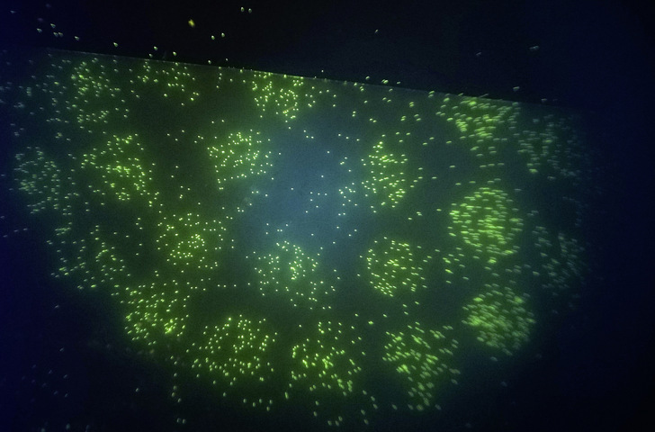 Keine Sternenhaufen oder ferne Galaxien, sondern fluoreszierende Legionellen - © Bild: Bluelab
