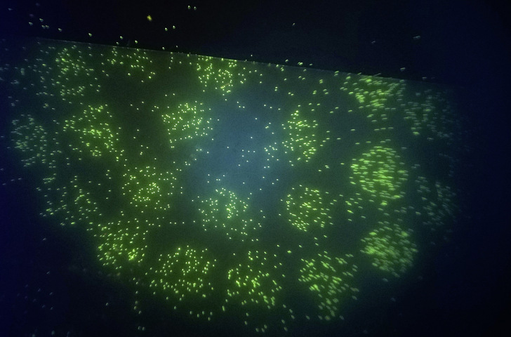 Keine Sternenhaufen oder ferne Galaxien, sondern fluoreszierende Legionellen