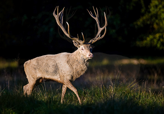 Der Platzhirsch macht eine gute Figur und zwar da, wo es wirklich wirkt und nicht während der Arbeitszeit - © Bild: Hans Kruse / iStock / thinkstock
