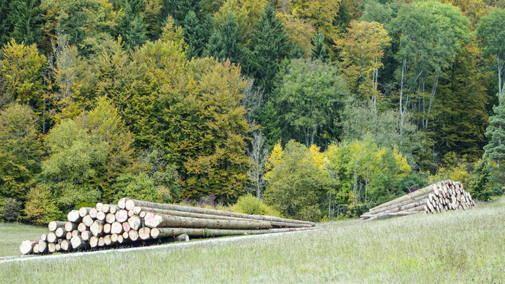 Moderne Holzbrennstoffe sind Nebenprodukte der Holzindustrie sowie der Forstwirtschaft. Etwa 98 % der in Deutschland produzierten Holzpellets entsprechen der höchsten Qualitätsklasse ENplus A1. Sie werden zu rund 95 % aus Sägenebenprodukten hergestellt, ohne dass dafür Bäume extra gefällt werden. - © Bild: König
