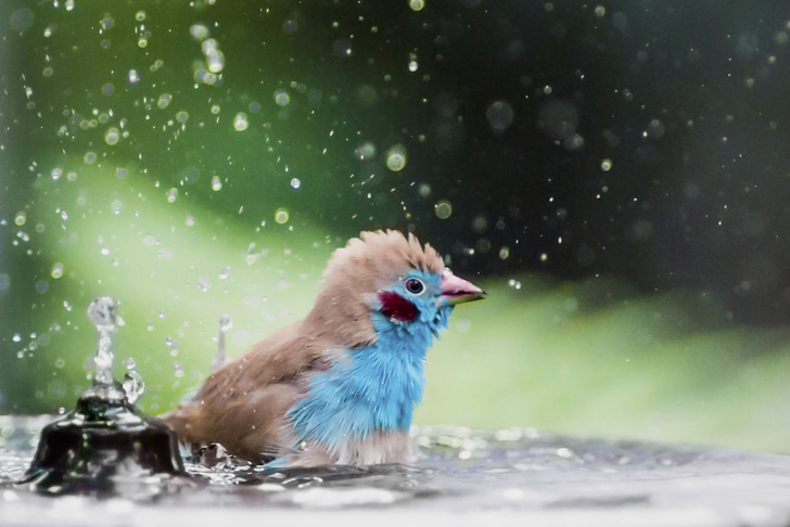 Du bist zwar ganz niedlich, aber dein Badewasser sollte nicht zurück ins Trinkwassernetz gelangen können. Wie die Nachspeisung für einen solchen Brunnen gesichert wird, lesen Sie in diesem Bericht
