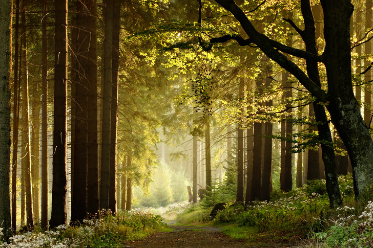 Heimische Wälder sind zugleich Lebensraum, CO2-Senke und Rohstofflieferant. - © Bild: Getty Images/iStockphoto
