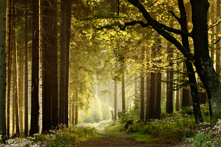 Heimische Wälder sind zugleich Lebensraum, CO2-Senke und Rohstofflieferant. 