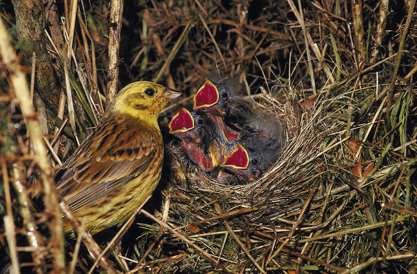 Was die Rangfolge beim Füttern mit der Auswahl einer Vorlauftemperatur zu tun hat, lesen Sie in diesem Bericht