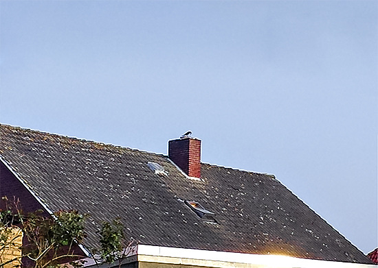 Die Dohlen bei der Arbeit auf dem Dach der alten Dame aus diesem Bericht