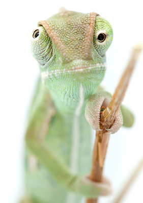Zwei Sachen gleichzeitig und unab-
hängig voneinander betrachten 
kann nicht nur dieses Chamäleon